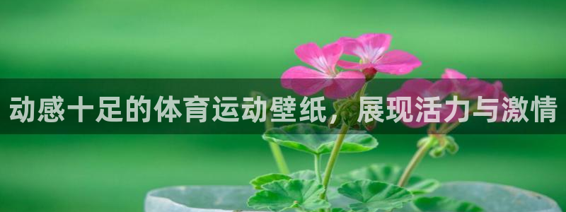 3377体育在哪个国家运营：动感十足